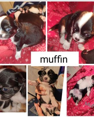 Cucciolo di chihuahua