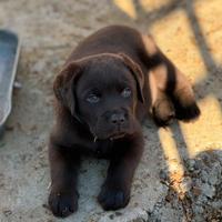 Labrador retriever chocolate