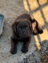 Labrador retriever chocolate
