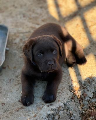 Labrador retriever chocolate