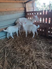 Capra Saneen con capretti