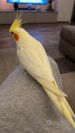 Pulli calopsite lutini occhi rossi