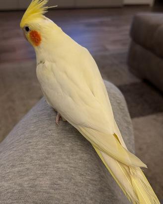 Pulli calopsite lutini occhi rossi