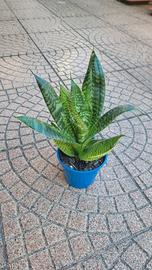 Pianta grassa (Sanseviera)