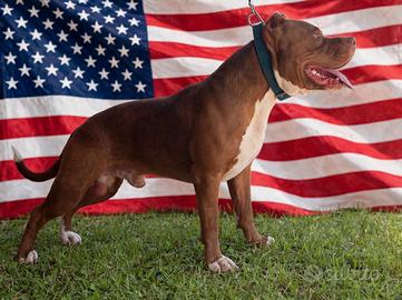 Pit bull