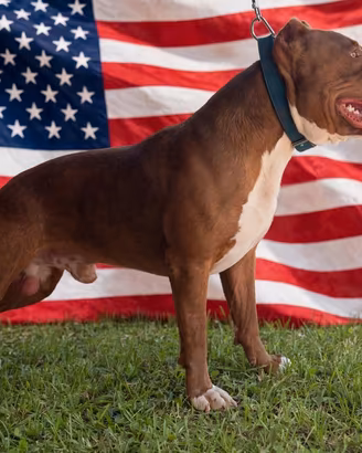 Pit bull
