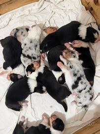 Cuccioli pastore australiano