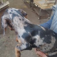 Bassotto Arlecchino Silver