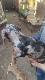 Bassotto Arlecchino Silver