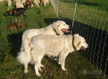 Pastore maremmano abruzzese