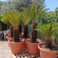 CICAS CON O SENZA VASI 