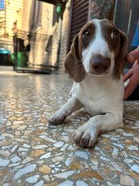 Cane simil bassotto