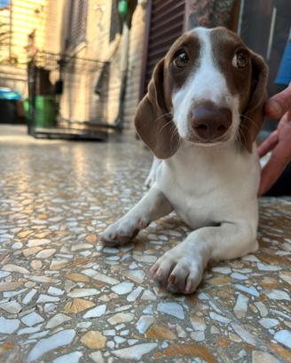 Cane simil bassotto