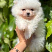 Pomerania spitz nano