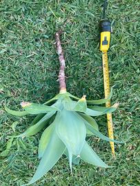Agave attenuata