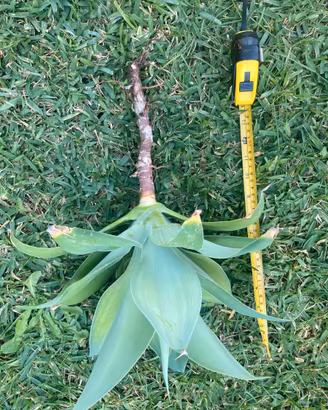 Agave attenuata