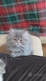 Persiano cucciolo maschio