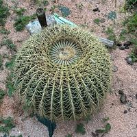 Pianta  cuscino della suocera