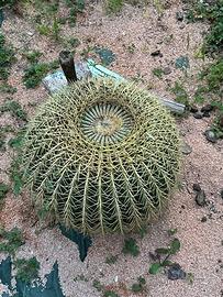 Pianta  cuscino della suocera