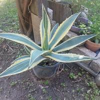 agave variegata pianta
