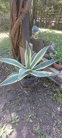 agave variegata pianta