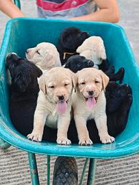 Ultimi 3 Cuccioli di Labrador Retriever