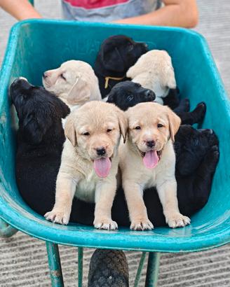 Ultimi 3 Cuccioli di Labrador Retriever