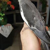 Calopsite maschio addomesticato