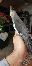 Calopsite maschio addomesticato