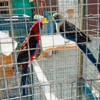 Coppia Pappagalli Rosella pennet