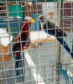 Coppia Pappagalli Rosella pennet