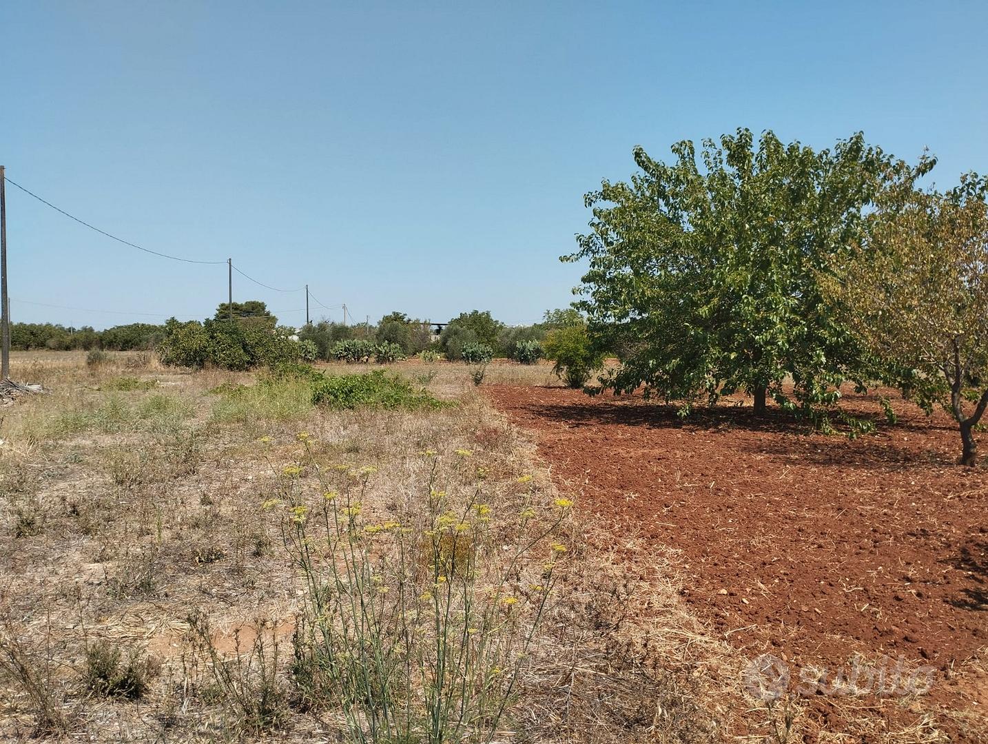 Terreno agricolo a Casarano - 12.000 mq - Vista 5
