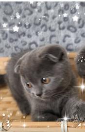 Gattino scottish fold