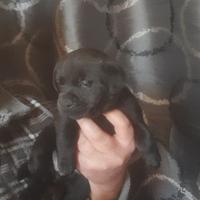 Bulldog francese chihuahua cucciolo