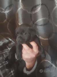 Bulldog francese chihuahua cucciolo