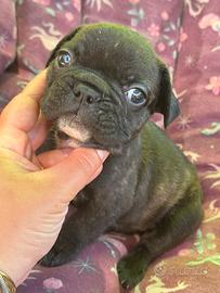 Bulldog Francese
