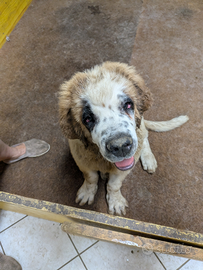 Vincent San Bernardo