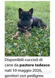 Cane pastore tedesco