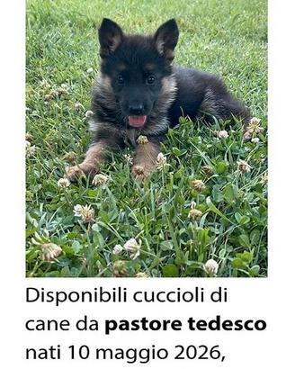 Cane pastore tedesco