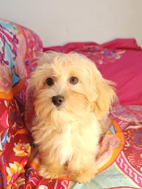 Maltipoo linea coreana