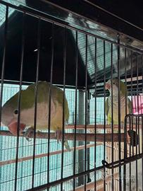 Coppia Parrocchetto monaco