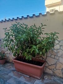 Pianta Lauroceraso 
