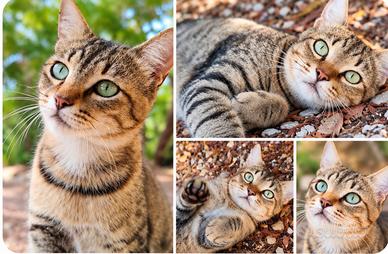 Gatto maschio tigrato, circa 1 anno