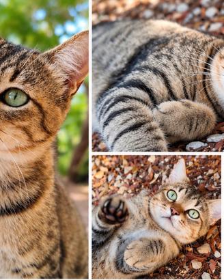 Gatto maschio tigrato, circa 1 anno
