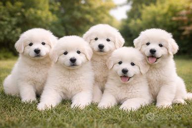 Cuccioli di Maremmano