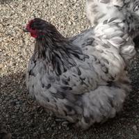 Orpington grandi
