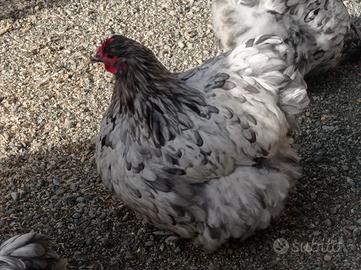 Orpington grandi