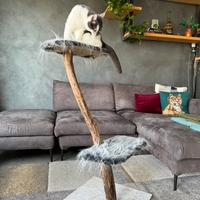 Tiragraffi per gatti in legno