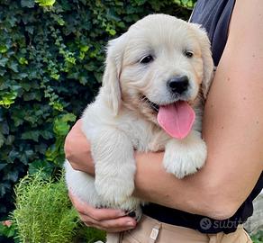 Cuccioli Golden Retriever