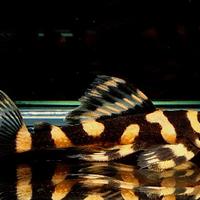 L168 dekeyseria brachyura - discus loricaridi